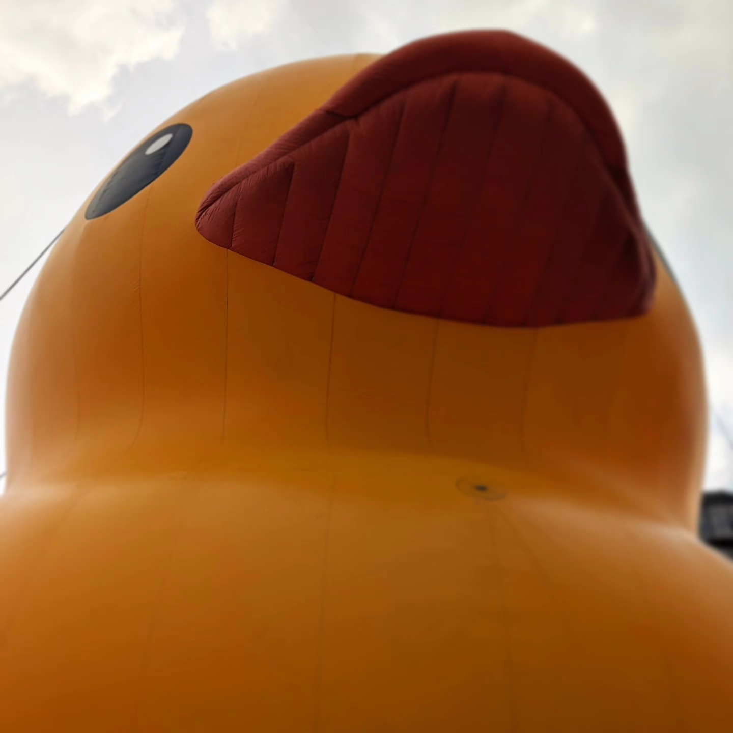 What the: Duck?